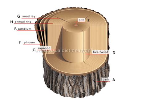 Cross Section Of Pine Wood