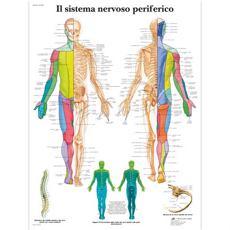 Imagens Sistema Nervoso Periferico - Sistema Nervoso Periferico Rotulado 5.800+ Sistema Nervoso Periférico