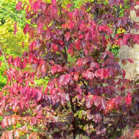 La Magnifica Parrotia Persica Bella Italian Botanical Trips