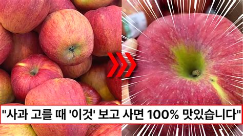 “사과는 이런것만 사세요” 과일가게 사장님이 알려주는 100 맛있는 사과 고르는 방법 3가지 뉴스위크