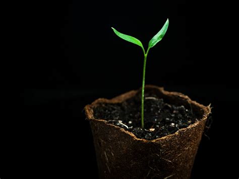 seedling nature images pixabay