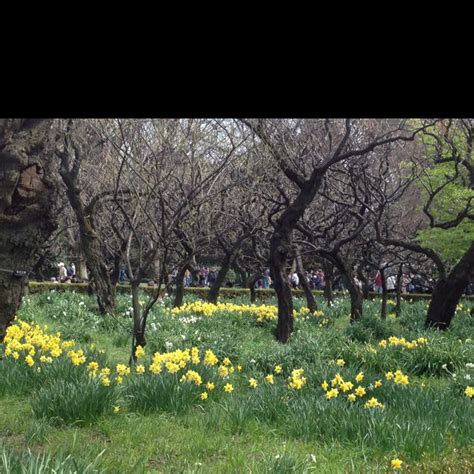 Narcissus Narcissus Outdoor Outdoor Decor