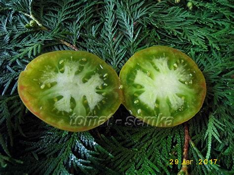 Томат-семка. Лучшие сорта томатов и перцев от Лидии Ганзен