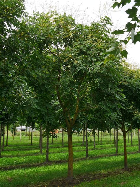 Koelreuteria Paniculata Chinese Vernisboom Blazenboom Lampionboom