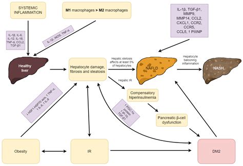 Protein Metabolism And Liver Disease – VBCTN