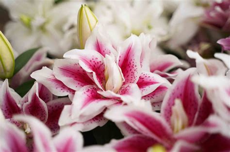 Decorum | Roselily (Plant)