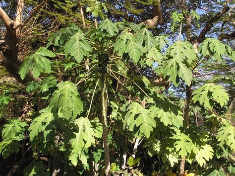 Flora-tree-C1