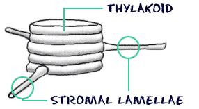 Biology4Kids.com: Cell Structure: Chloroplasts