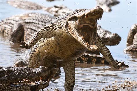 staggering crocodile  reveal   ferocious  apex