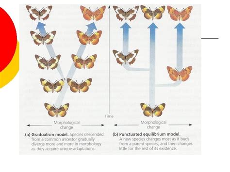 Microevolution and Speciation 14 4 15 1 Microevolution