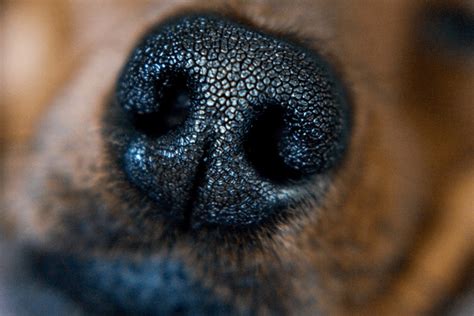 犬の鼻が乾燥でポロポロしている！原因と対処法は？ わんちゃんライフ