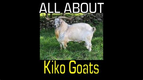 Kiko Goat Breed Information Youtube