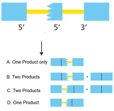 eukaryotic genes   large number  exons correct splicing