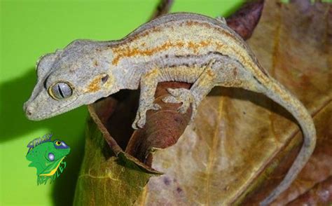 Choosing A Reptile Online Shop Strictly Reptiles Inc