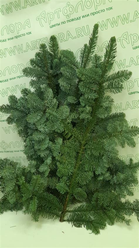 3 ветки датской пихты нобилиc купить в СПб | Фото и видео букета | Артфлора