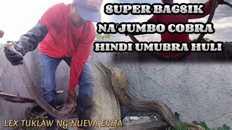 Super Bagsik Na Jumbo Cobra Sa Lumang Babuyan Di Umubra Kay Lex Tuklaw