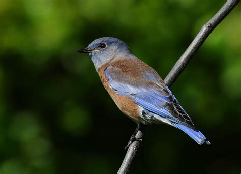 Photogenic Western Bluebirds at Buddy Todd Park - Greg in San Diego