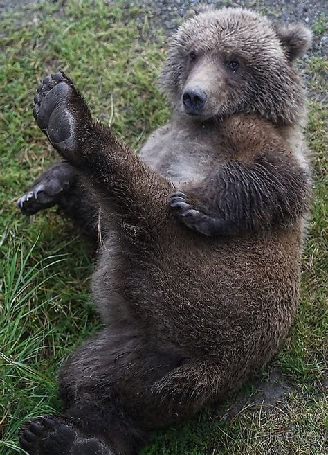 Chubby Gay Cum Facial Bogagas