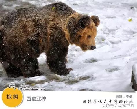 世界地球日 用鏡頭記錄中國珍稀動物 每日頭條