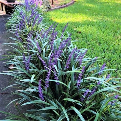 1 Gallon Super Blue Liriope Cane Row Nursery And Landscaping