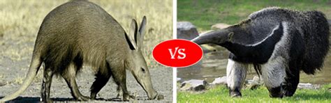 Aardvark-vs.-Anteater - Animals Comparison