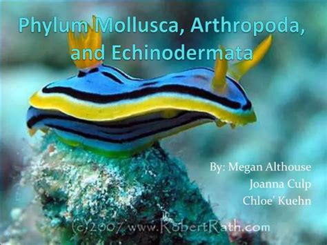 Ppt Phylum Mollusca Arthropoda And Echinodermata Powerpoint Presentation Id 3067088