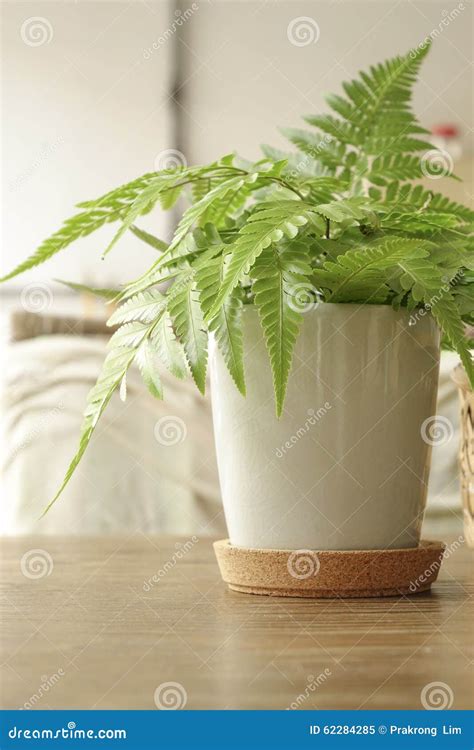 Fern Leaf In White Pot On The Table Stock Image Image Of Plant