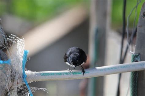 Willie Wagtail nest-building | BIRDS in BACKYARDS