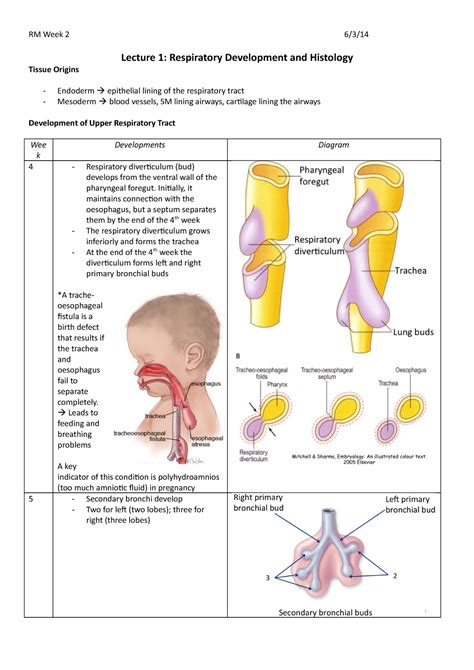 RM Week 2 Notes RM Week 2 6 3 14 Lecture 1 Respiratory Development