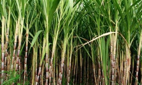 klasifikasi  morfologi tanaman tebu ilmu pertanian