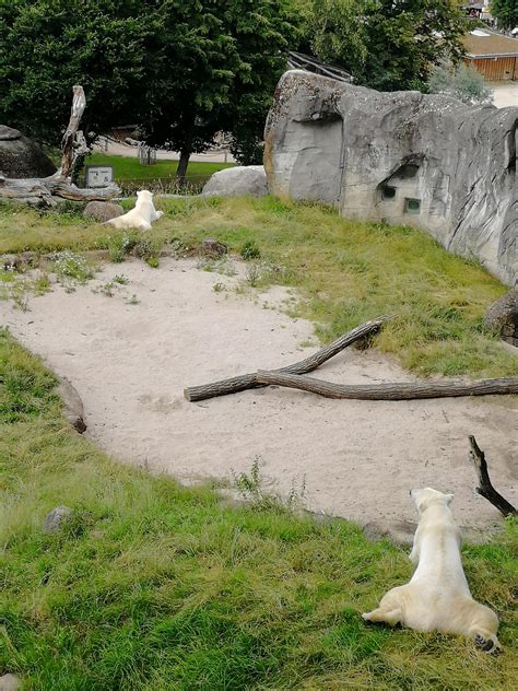 4186 best Polar Bear images on Pholder | Hardcoreaww, Nature Is Fucking