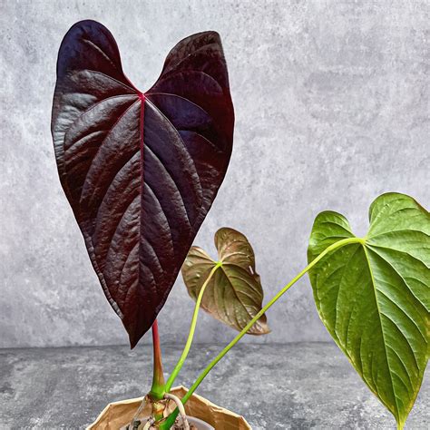 Rare Plant Collection|buy plants online canada|plant store – ProtoLeaf