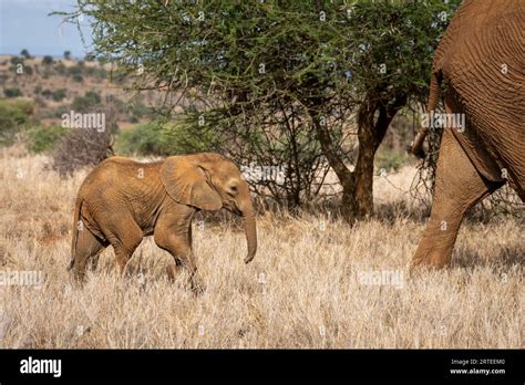 African Bush Elephant Calf Loxodonta Africana Following Close Behind