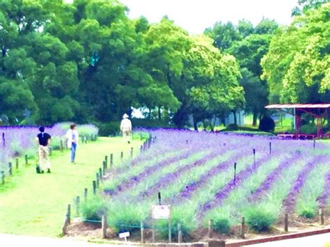 荒子川公園 さくらまつり | 【公式】名古屋市観光情報「名古屋コンシェルジュ」