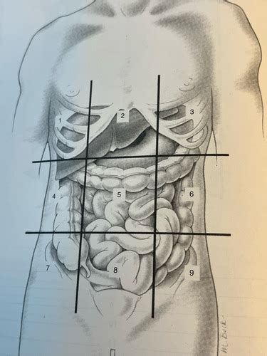 Chapter 1 And 2 Of Anatomy And Physiology Flashcards Quizlet