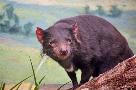 Tasmanian Devil Zoochat