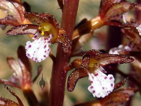 Aboutorchids Blog Archive Native Colorado Orchids