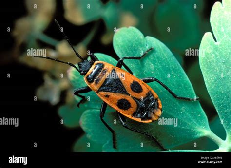 Pyrrhocoris Apterus Walking Bug Stock Photo Alamy