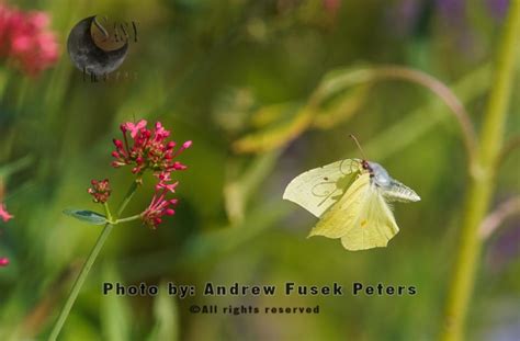 Brimstone Butterfly Gonepteryx Rhamni In Flight In Garden