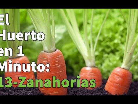 Guía completa para cultivar zanahorias consejos cuidados y secretos