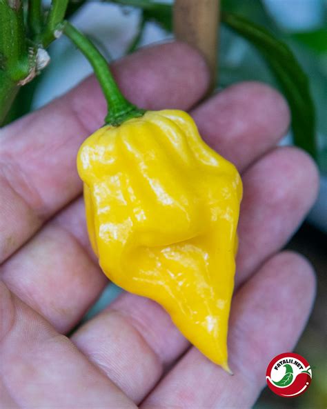 Habanero Hot Lemon Fatalii Seeds