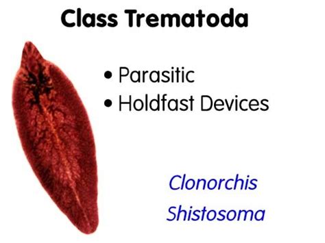 Trematoda - Digestive System