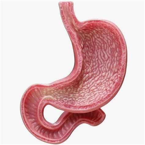 Human Stomach 3d Model Cgtrader