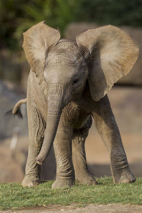 African Elephant Calf Displaying Photograph by San Diego Zoo - Pixels