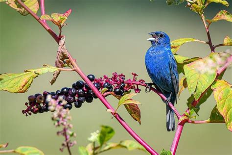 Blue Grosbeak Vs Indigo Bunting Id Challenge Birds And Blooms