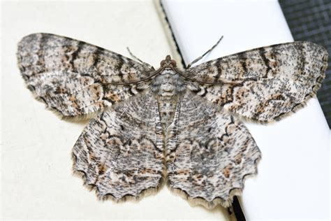 Maryland Biodiversity Project Tulip Tree Beauty Moth Epimecis Hortaria