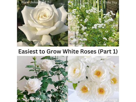 WHITE ROSE VARIETIES EASIEST TO GROW (PART 1) – PEMDASGARDEN