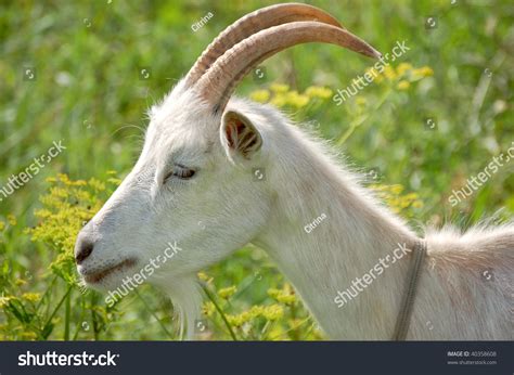 White Goat Head Neck Shoulder Side Stock Photo 40358608 - Shutterstock