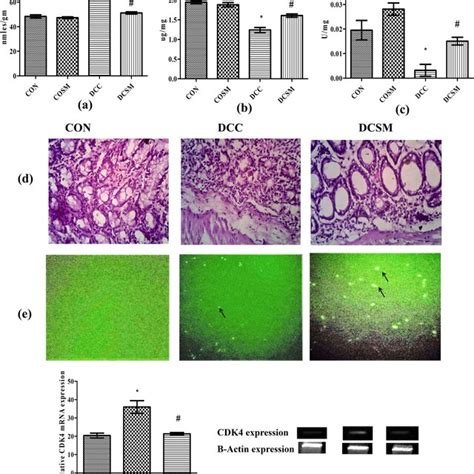 Suggestive mechanism of action of simvastatin in diabetic colon cancer ...