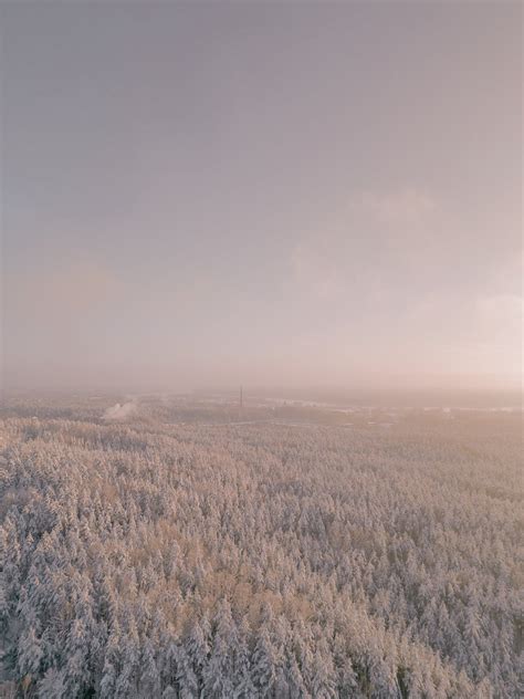 Coniferous Forest Covered with Snow · Free Stock Photo